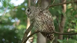 Who cooks for you? Barred Owl