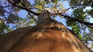 Tweed Rural Land Strategy - Bush regeneration officer  Eddie Roberts