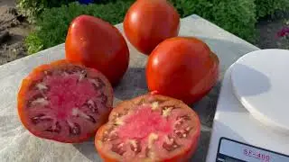 Tomato Reinhard Chocolate Heart
