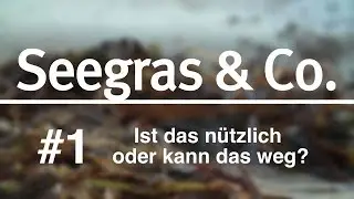 Seegras & Co. #1: Ist das n&uuml;tzlich oder kann das weg?