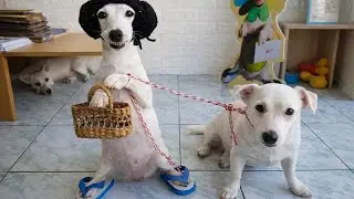 Smarty Funny Animal Video Clips 🐶 Funniest Dog Moments Ever Recorded 🤣🐾 🤣