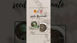 🎃&🌶 seeds#germination #grow #update #shortsfeed #shorts #ytshorts #gardenvibes #subcribe