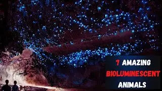 SEVEN AMAZING BIOLUMINESCENT ANIMALS ||  MAGNIFICENT ANIMALS THAT PRODUCE THEIR OWN LIGHT!!
