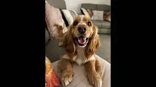 Hi YouTubers to follow me  😂🐶 #dog #doggielife #dogs #dogshorts #doglife