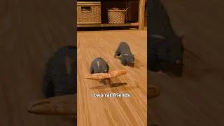 The Rat Friends and Monkey Fable 🐒