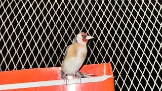 Part 2 live Goldfinch
