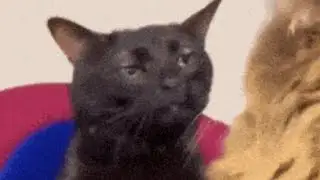 Black cat zoning out best memes super funny  2023  | original video in comment section