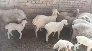 dumba lot beautiful goat 🐐 ❤️ #entertainment #viralvideo #animals 🔥