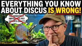 Secrets of Discus Fish Care, Types & Breeding Tips!