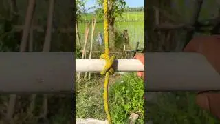 Tricks🙌🏼 #ropeknots #knot #rope #shortvideo #tips #tricks #tutorial #how #diy #creative #fyp