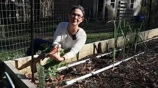 Winter Backyard Suburban Garden Tour / Planting Onions / Zone 7b