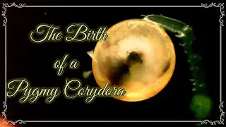 The Birth of a Pygmy Corydora