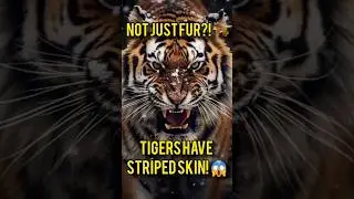 &ldquo;Tigers Have Striped Skin?! Not Just Fur! 🐅😱#TigerFacts #AnimalShorts  #DidYouKnow #Shorts #viral