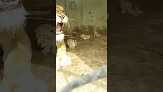 1 Days old lion cubs 😱😱🐣