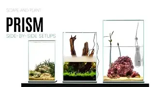 UNS Prism Tanks Scaped Side-by-Side - Freshwater Aquarium, Paludarium, and Saltwater Aquarium