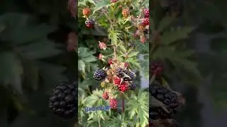 Bromb&aelig;r#garden
