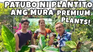 WHERE TO BUY CHEAP PREMIUM PLANTS ANTHURIUM FOLIAGE? | PLANT CARE & PROPAGATIONS