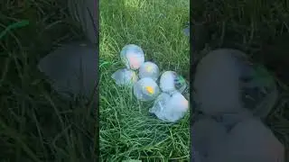 Can Water Balloons Melt the Dinosaur Eggs?! 💧🥚🦕