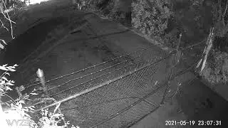 interesting bug caught on infrared camera
