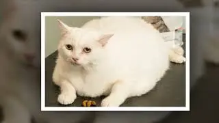 The collection of the best fat cats in the world