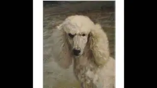 JEANNE ILLENYE Tutorial Custom Pet Portrait of Dog Poodle LEO DOG PORTRAIT IN PROGRESS TUTORIAL