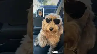 Trouble the dog&hellip;. Is Ray Charles #minidoodle #puppy #dog #cute