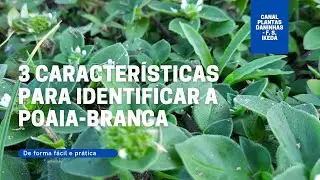 [PASSO-A-PASSO] Como identificar de forma F&Aacute;CIL a poaia-branca (Richardia brasiliensis)? #shorts