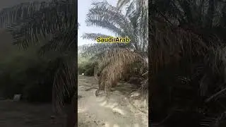 🌴&ldquo;Beauty of the Date Palm Garden 🌴&rdquo;#shorts #viral #vlog #ai