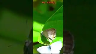 🦋 Forget-me-not Blue Butterfly Courtship | 40&times; Slow Motion | Cebu Philippines