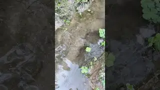 🎣 Fishing for LIFE in a Desi Village | A Day of Traditional Fishing in Rural Life 🌾 Village Ltd