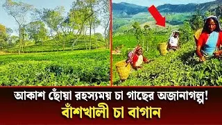 নতুন কিছুর খুঁজে বাঁশখালী চা বাগানে একদিন। দেশের সবচেয়ে সুন্দর চা বাগানে ফ্রি-তে  রিসোর্ট ভ্রমণ।  