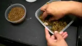 Collecting Leopard Gecko Eggs