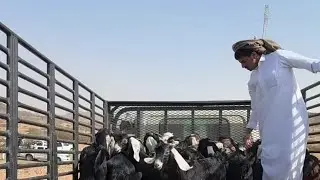 اسعار التيوس بسوق التميز للمواشي بشقصان جنوب الطايف الخميس ١٤٤٧/٨/٣هـ