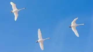 Nikon D7200 - Fotografering av vårfåglar