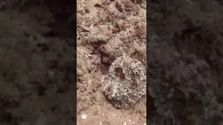 Une pieuvre experte dans l&rsquo;art du camouflage 🐙