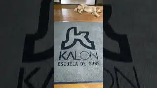Kalon Surf Camp in Costa Rica is pura vida 🤙🏼 If they can teach us to surf, anyone can do it 😆