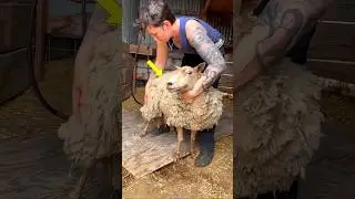 Nowadays sheep are sheared like this #shorts