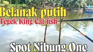 Mancing belanak pakai joran Tegek king cat fish master @Serawai-TV
