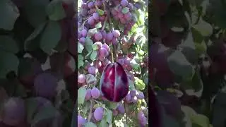 Biggest Plum Fruit