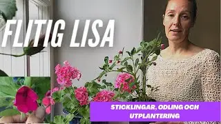 Flitig Lisa som krukv&auml;xt -sticklingar, plantering och odling