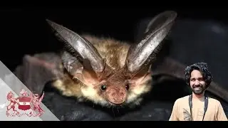 Bats of Western Himalaya: Stories from an Under-Surveyed Region | Rohit Chakravarty