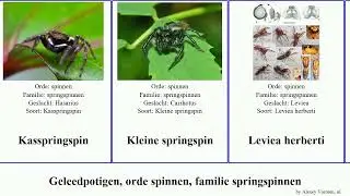 Geleedpotigen, orde spinnen, familie springspinnen grenada genus prosper arthropoda eris pubescens