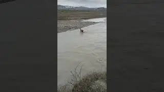 the goat stuck in water