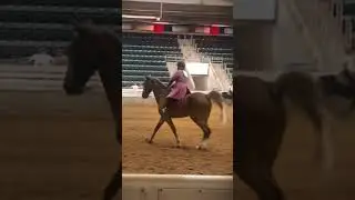 Cant wait for international #horse #windfarm #pony #equestrian #twh #tennessee #walkinghorses
