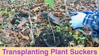 Transplanting Plant Suckers