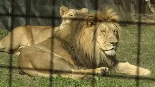 Zoosiana workers keeping animals safe in cold weather