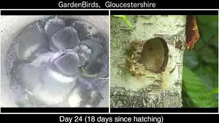 Active Blue Tit Nest Cam  &ndash; Inside & Outside Bird Box Views (Gloucestershire)