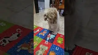 # My puppy likes's The Other Toothpaste.