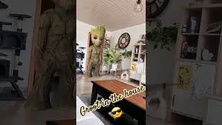 #groot #dance #funnyvideo #music #inthehouse #guardiansofthegalaxy