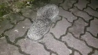 Revierkampf - Igel vs. Igel / territorial fight hedgehog vs.hedgehog